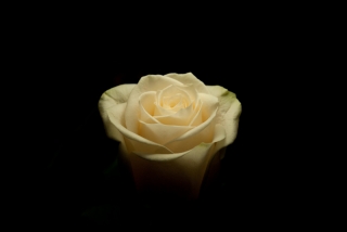 DSC_5350