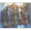 lobsters.jpg