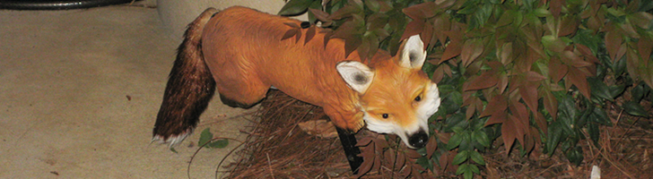 fox
